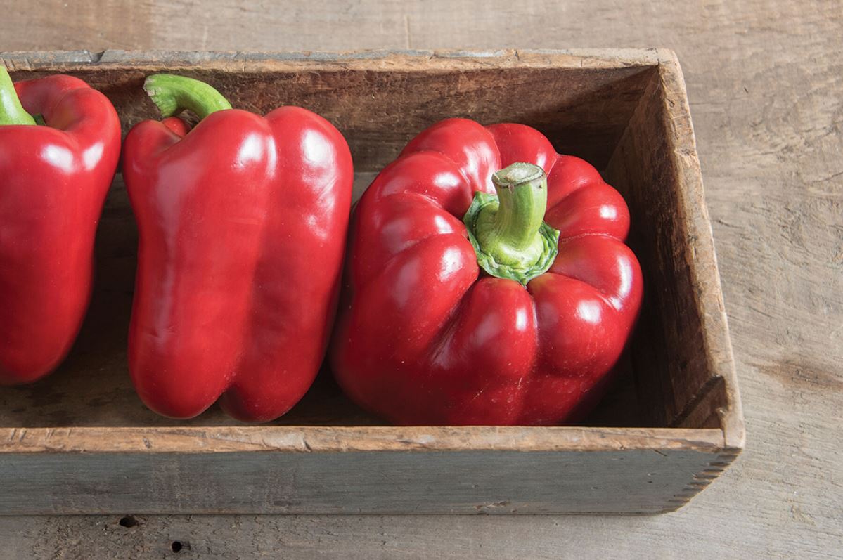 Paladin – Bell Pepper Seed